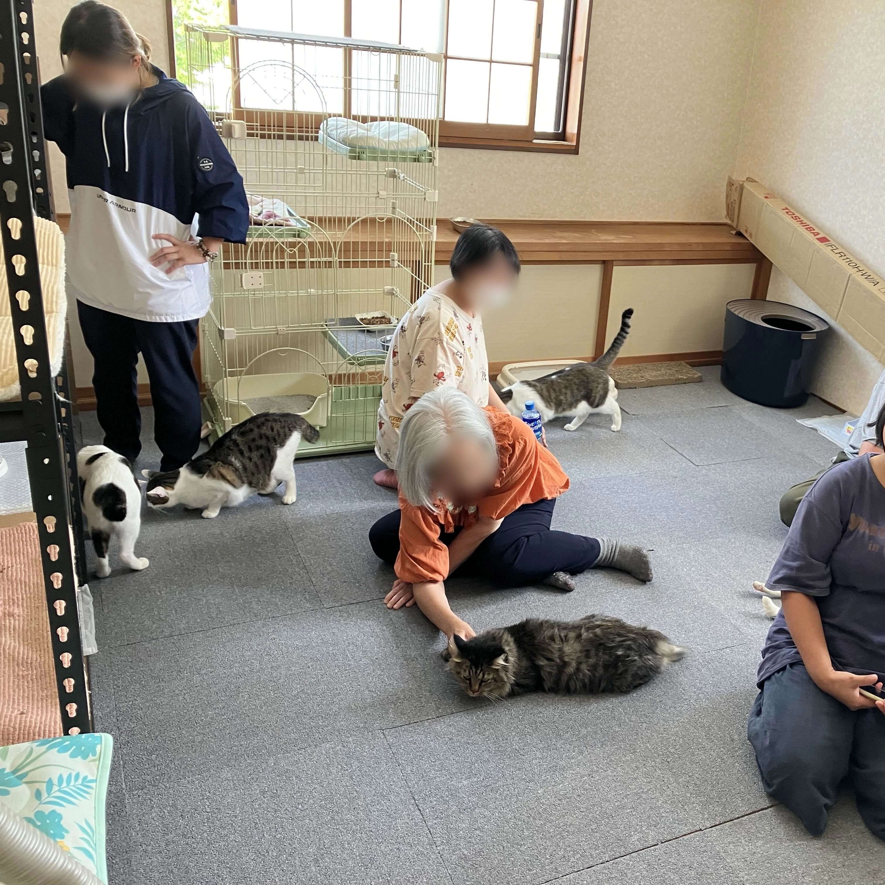 4. 癒しの空間：保護猫とのふれあい